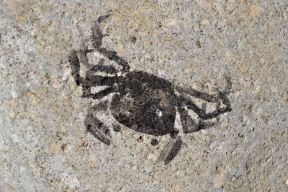 Riccardo-Mazzei-HC-icon